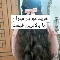 طالب مو