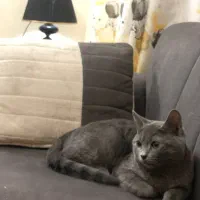 گربه اسکاتیش|گربه|گلبهار, شهر جدید گلبهار|دیوار