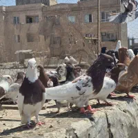 ۶۰عدد کبوتر رنگی|پرنده|تهران, بریانک|دیوار