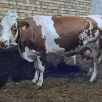 گاو سمینتال ۱۰ روزه زایمان کرده گوساله ماده