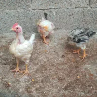 جوجه محلی|حیوانات مزرعه|هندیجان, |دیوار