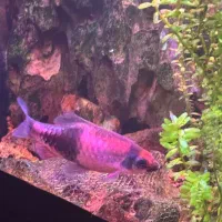 ماهی|ماهی|اهواز, زیتون کارمندی|دیوار