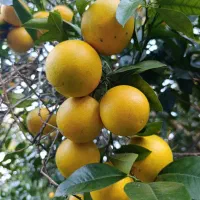 پرتغال سر درختی