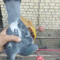 چند جف کبوتر