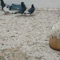 نروماده‌ قره سینه