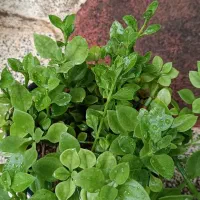 گل بخرید|گل و گیاه طبیعی|علی‌آباد کتول, |دیوار
