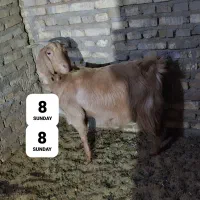 بز شیرا وگوشتی