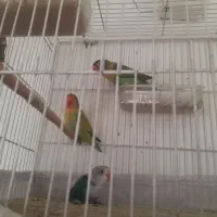 جفت عروس کوتوله برزیلی