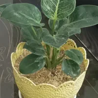 انواع واقسام گلهای اپارتمانی