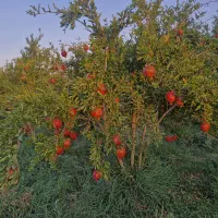 اجاره-باغ-انار