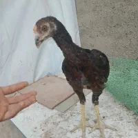 جوجه لاری|حیوانات مزرعه|مشهد, طلاب|دیوار