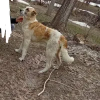 سک سرابی گله  به خاطره  سک زیاد هست  میفروشم