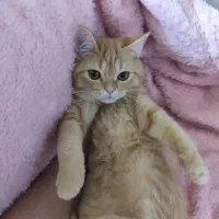 اسکاتیش|گربه|مشهد, سرافرازان|دیوار