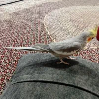 عروس هلندی نر وماده ۵ماهه نر ۲میلیون ماده ۱میلیون