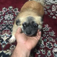 گم شده|حیوانات|بندر دیر, |دیوار