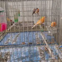 قناری سرخ|پرنده|زیباشهر, |دیوار