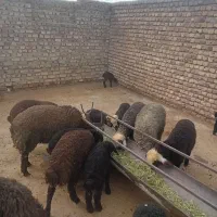 5راس بره نر شالی