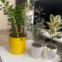 فروش گلدان زاموفیلیا به همراه فیکوس