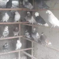 بارجدیدرسید