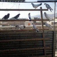 کبوتر پرشی|پرنده|تیران, |دیوار