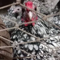 قناری زرد ماده جفت نخورده ، سیبرایت مرغ وخروس|پرنده|رشت, نخودچر|دیوار