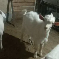 یک عدد بز سانن شکم ۳وبزغاله نراصیل