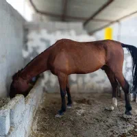 اسب نریان عرب دو خون ۶ ساله سواری