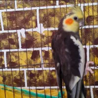 یک جفت عروس هلندی