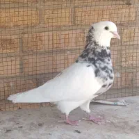 طوقی نر