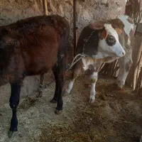 جهت خرید با این شماره تماس گرفته سود|حیوانات مزرعه|دره شهر, |دیوار