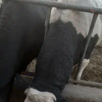 گوساله|حیوانات مزرعه|وحیدیه, |دیوار