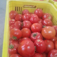 گوجه فرنگی برای رب