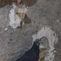 کبوتر پلاکی هوایی جوجه نر