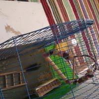 جفت کوتوله|پرنده|بیرجند, |دیوار