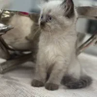 گربه بریتیش چاکلت