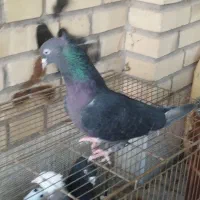 فروش 8 عدد کفتر درجه یک