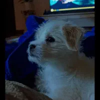 سگ نژاد اشپیتز ماده معاوضه