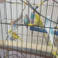 مرغ عشق|پرنده|کلاچای, |دیوار