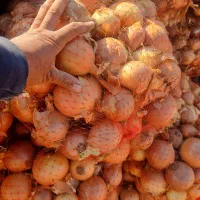 پیاز ی|حراج|تهران, میدان میوه و ترهبار مرکزی|دیوار