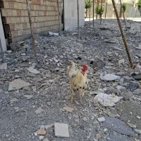 مرغ و خروس گلین