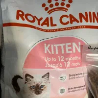 کیتن رویال کنین،پامر رویال و پاپی|لوازم جانبی حیوانات|شیراز, باغ تخت|دیوار