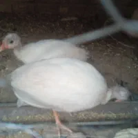 جوجه شاخدار