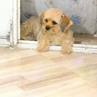 سگ پشمالو شیتزو|سگ|نیشابور, رحمت آباد|دیوار