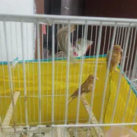 سلام 3تاجوجه قناری4ماه|پرنده|قوچان, |دیوار