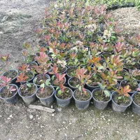 فروش فوری فوتونیا