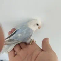 طوطی برزیلی|پرنده|همدان, |دیوار