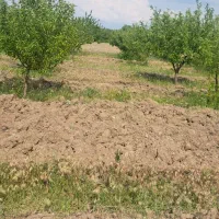 فروش باغ در روستای گرنگاه