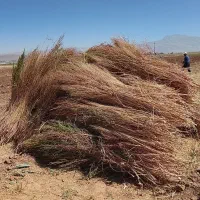 سلام فروش جارومخمل سرخ خانگی