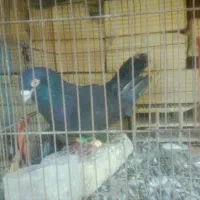 کبوتر سیا بی کاکل باخت دادم