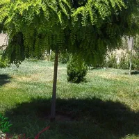 نگهبانی(لابی من) در برج مسکونی